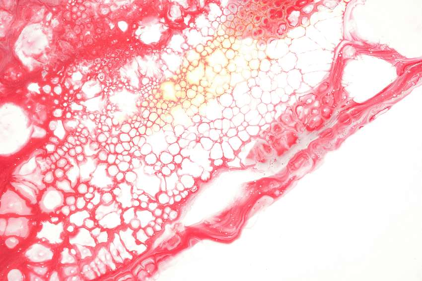 Science Is Rewiring Recovery: The Cool Fusion of Biomaterials and Microsurgery