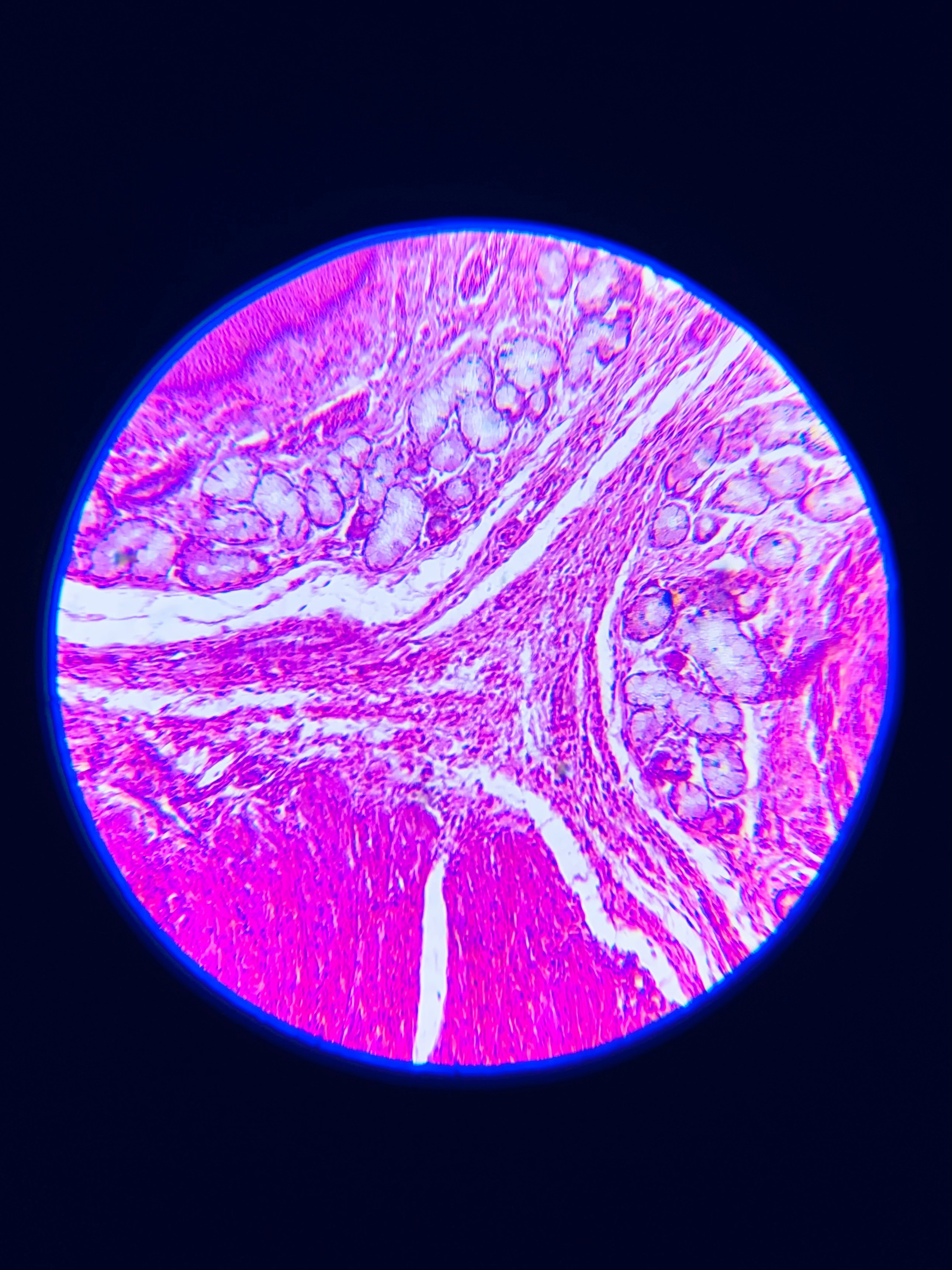 Biotechnology & Regenerative Medicine